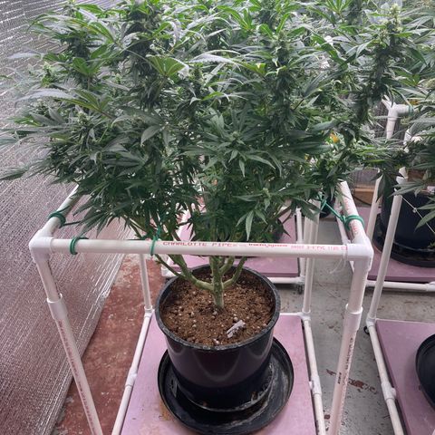 Lucyfur growlog timeline photo