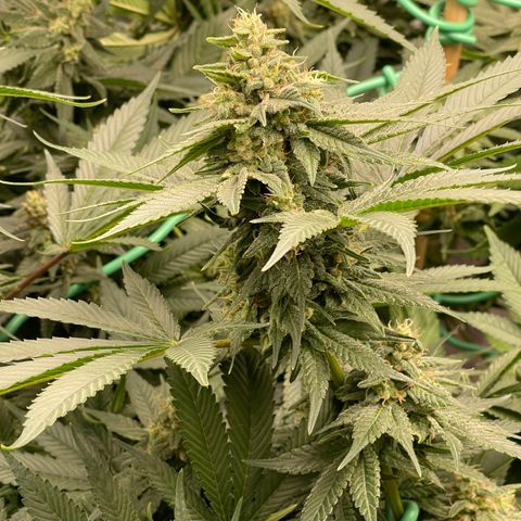 Harle Quin growlog timeline photo