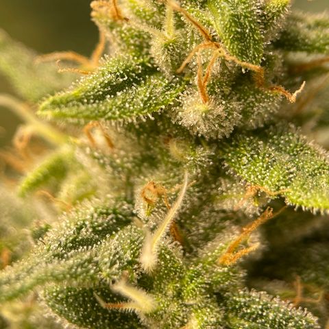Harle Quin growlog timeline photo