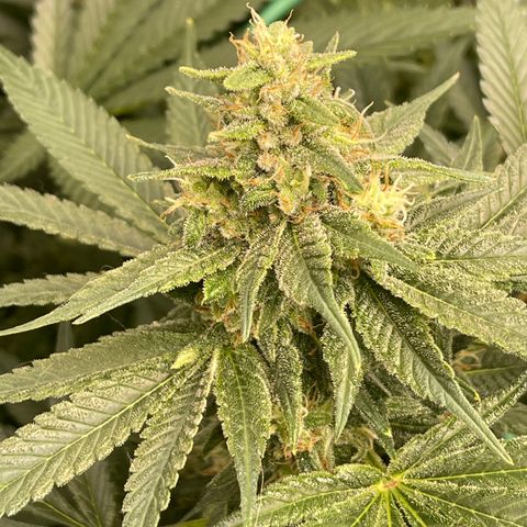 Harle Quin growlog timeline photo
