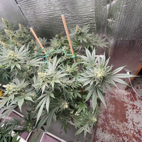 Harle Quin growlog timeline photo