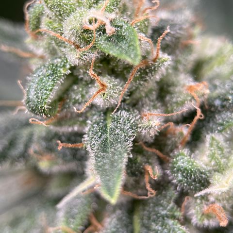 Harle Quin growlog timeline photo