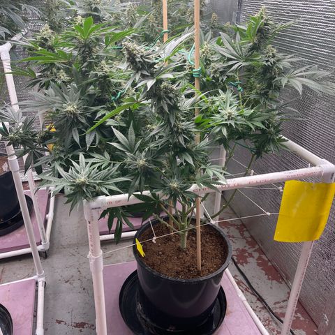 Harle Quin growlog timeline photo