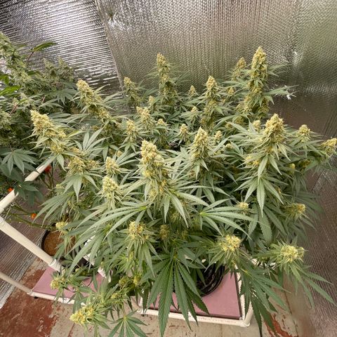 GI Jane growlog timeline photo
