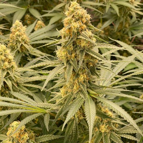 GI Jane growlog timeline photo