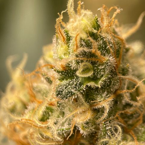 GI Jane growlog timeline photo