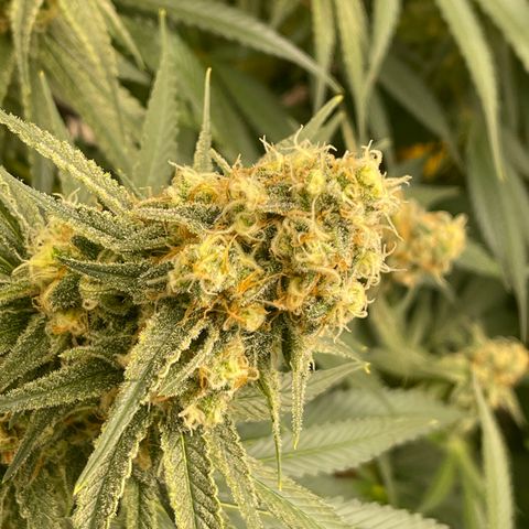 GI Jane growlog timeline photo