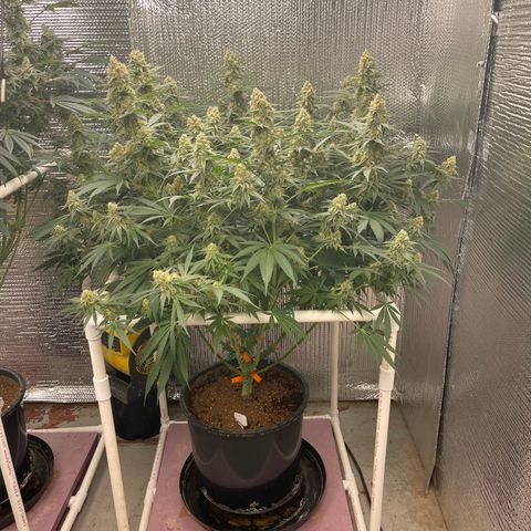 GI Jane growlog timeline photo