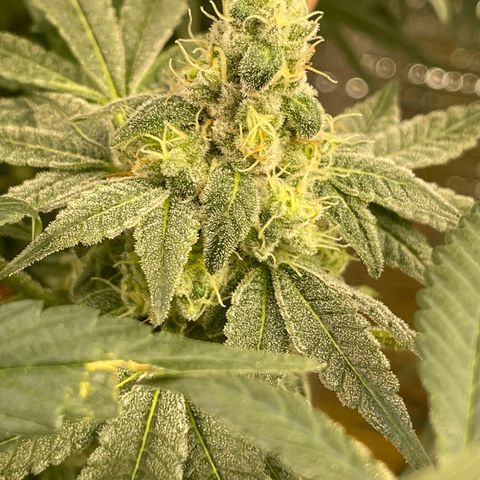 Princess Grodd growlog timeline photo