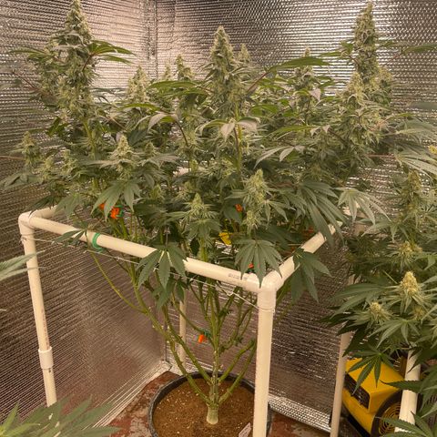 Princess Grodd growlog timeline photo