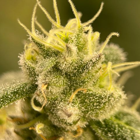 Princess Grodd growlog timeline photo