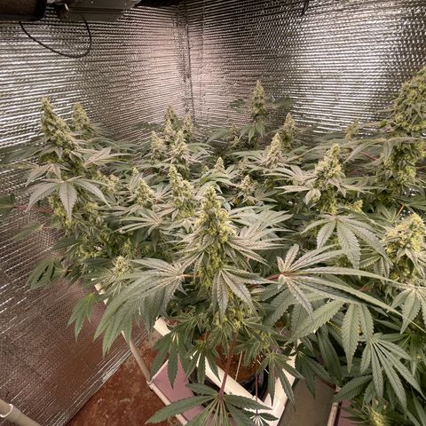 Princess Grodd growlog timeline photo