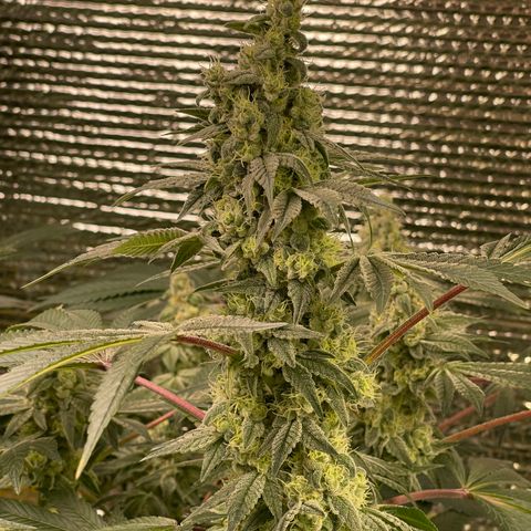 Princess Grodd growlog timeline photo