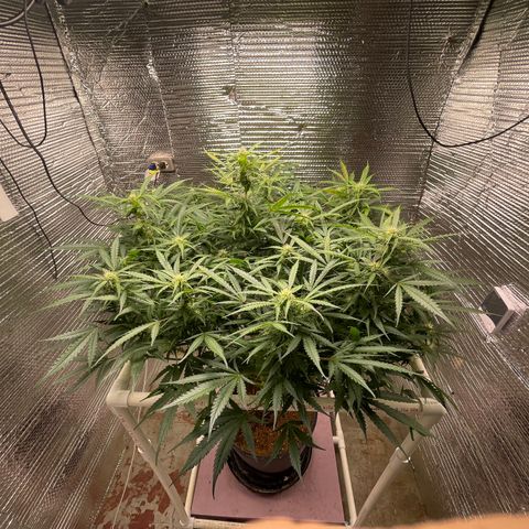 Candy Cane growlog timeline photo