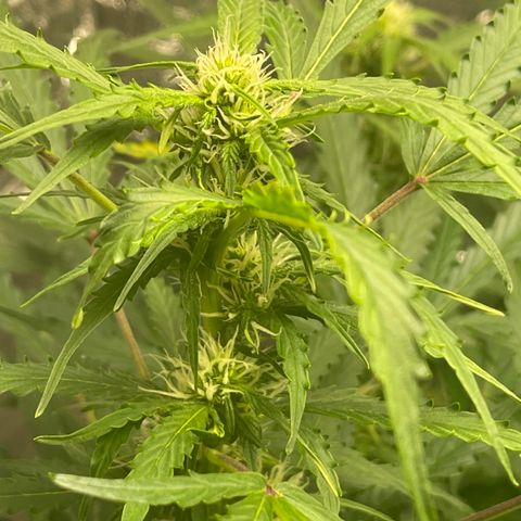 Candy Cane growlog timeline photo