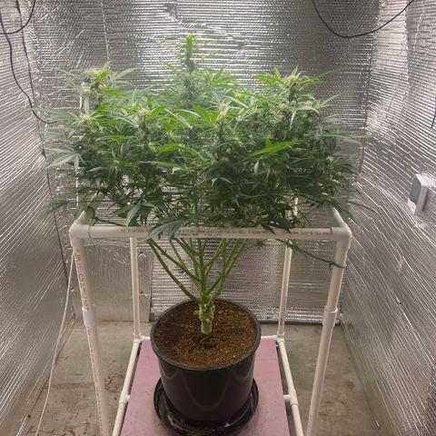 Candy Cane growlog timeline photo