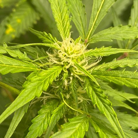 Candy Cane growlog timeline photo