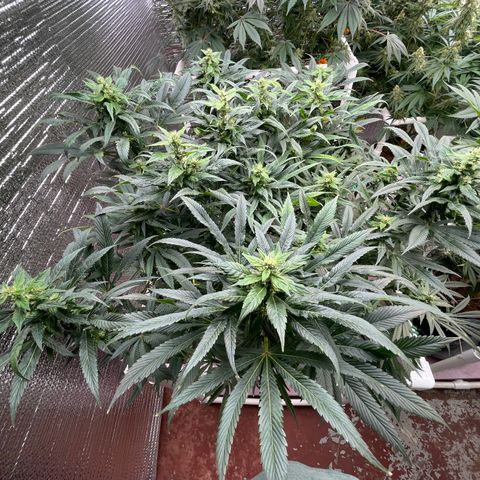 Lucyfur growlog timeline photo