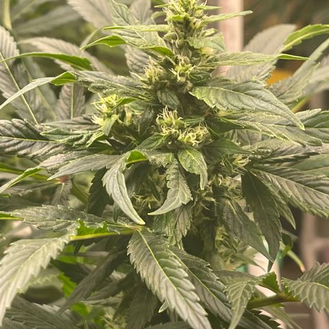 Lucyfur growlog timeline photo