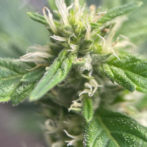 Lucyfur growlog timeline photo