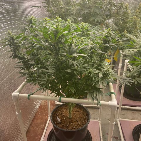 Lucyfur growlog timeline photo