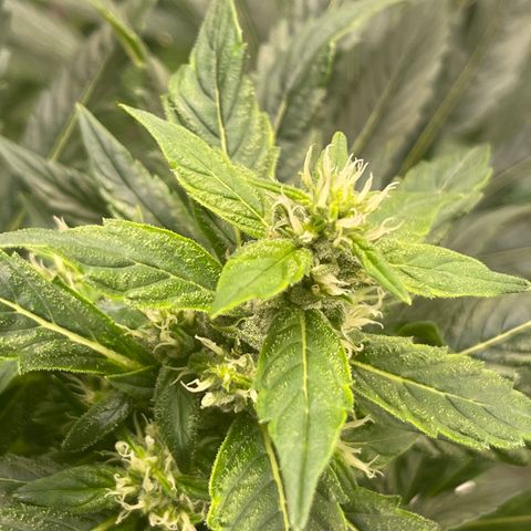Lucyfur growlog timeline photo