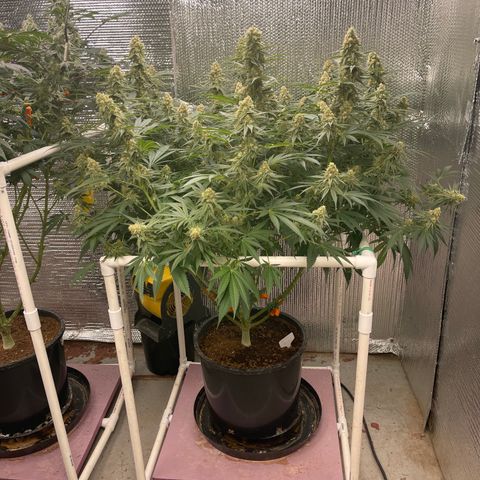 GI Jane growlog timeline photo