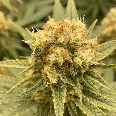 GI Jane growlog timeline photo