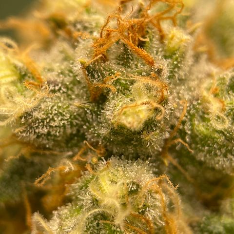 GI Jane growlog timeline photo