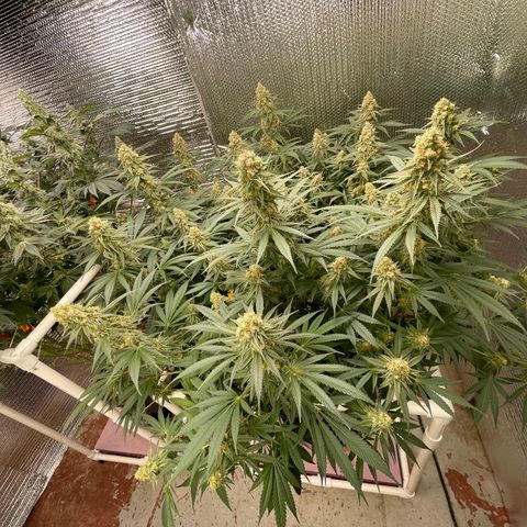 GI Jane growlog timeline photo