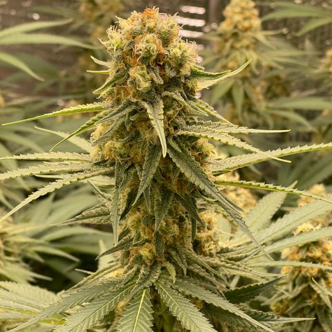 GI Jane growlog timeline photo