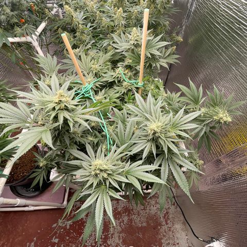 Harle Quin growlog timeline photo