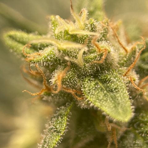 Harle Quin growlog timeline photo