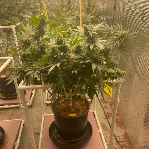 Harle Quin growlog timeline photo