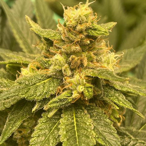 Harle Quin growlog timeline photo