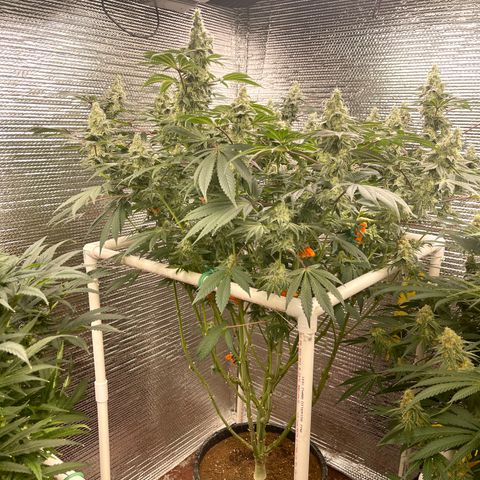 Princess Grodd growlog timeline photo