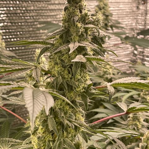 Princess Grodd growlog timeline photo