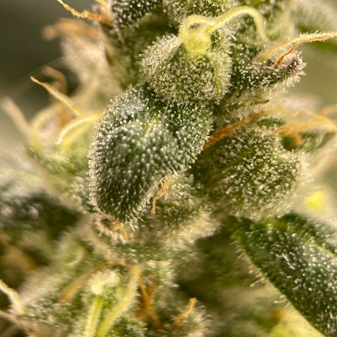 Princess Grodd growlog timeline photo