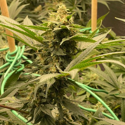 Harle Quin growlog timeline photo