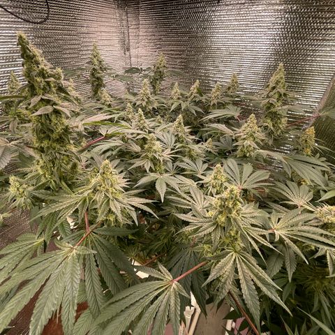Princess Grodd growlog timeline photo