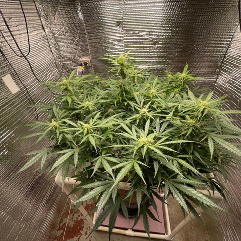 Candy Cane growlog timeline photo
