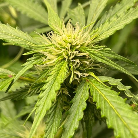 Candy Cane growlog timeline photo