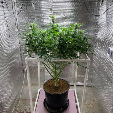 Candy Cane growlog timeline photo