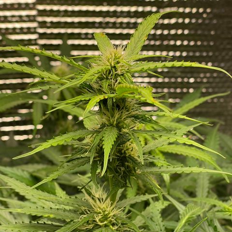 Candy Cane growlog timeline photo