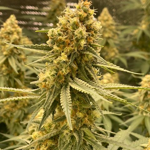 GI Jane growlog timeline photo