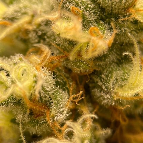 GI Jane growlog timeline photo