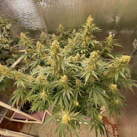 GI Jane growlog timeline photo