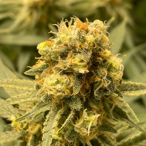 GI Jane growlog timeline photo