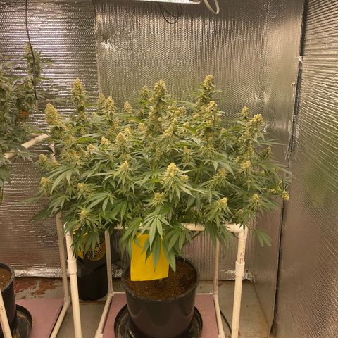 GI Jane growlog timeline photo