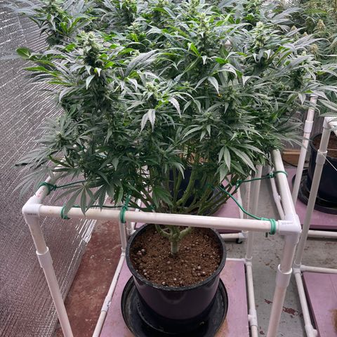 Lucyfur growlog timeline photo